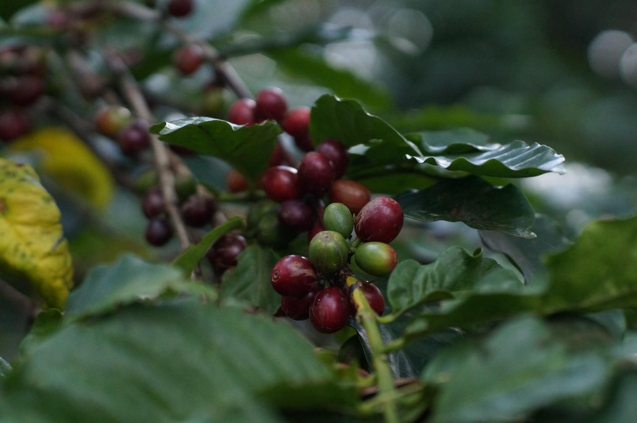 Arusha Villa Karamu Coffee Estate Usa River Bagian luar foto